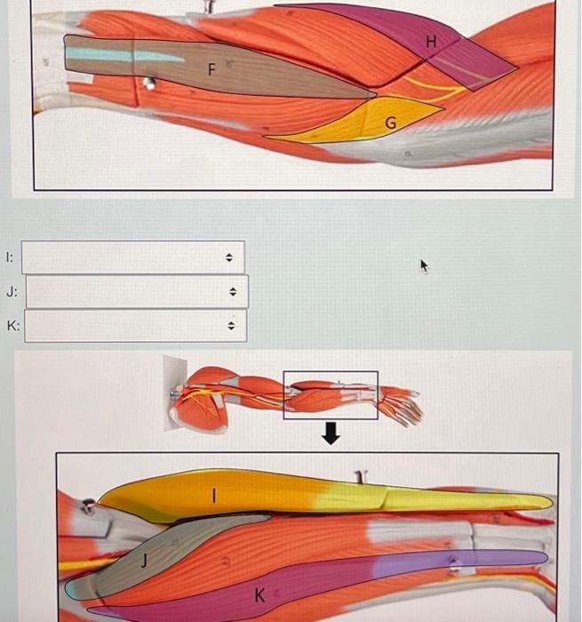 Solved Identify the labeled muscles on the images below | Chegg.com