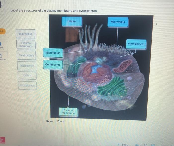 Solved 7 Label the structures of the plasma membrane and | Chegg.com