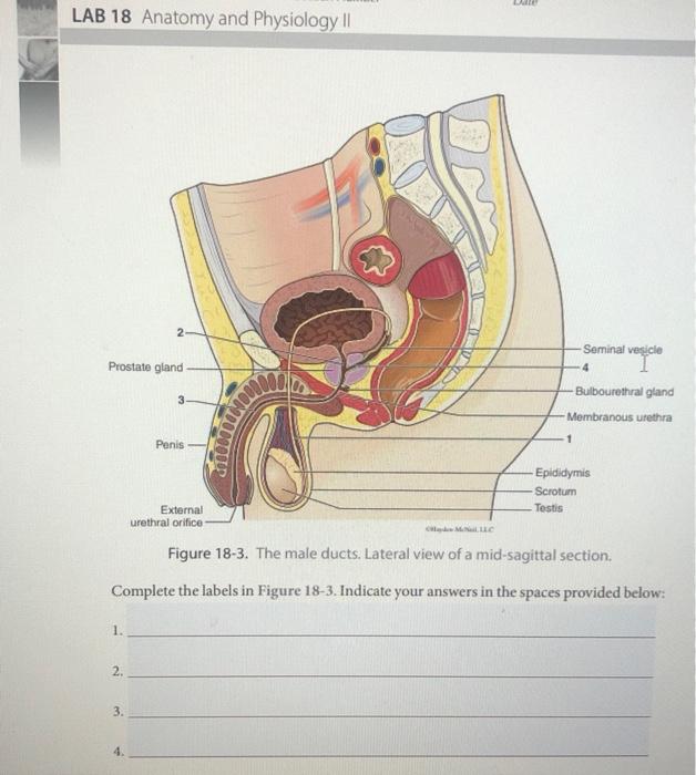 Figure 18-3. The male ducts. Lateral view of a mid-sagittal section.
Complete the labels in Figure 18-3. Indicate your answer