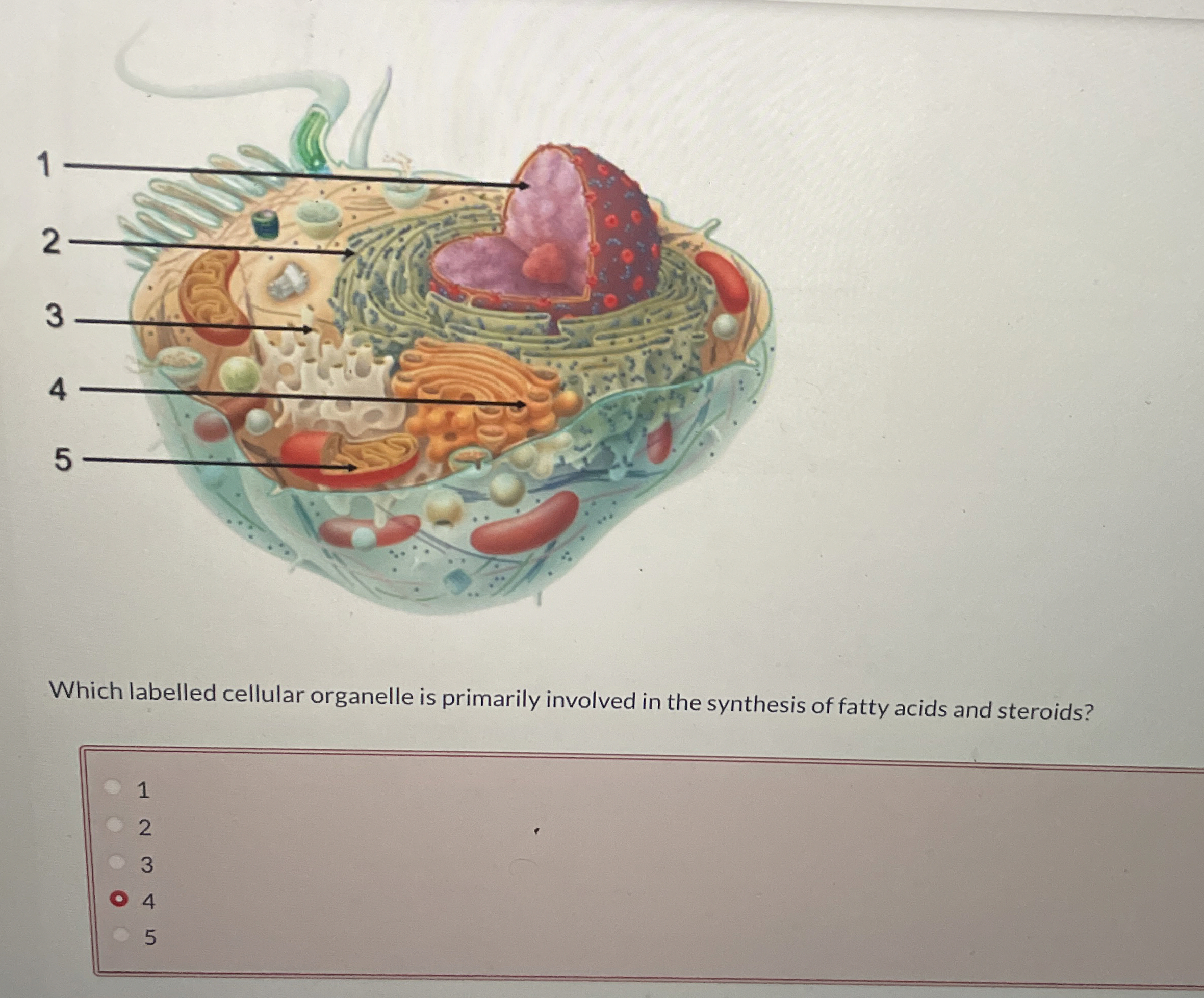 Solved Which labelled cellular organelle is primarily | Chegg.com