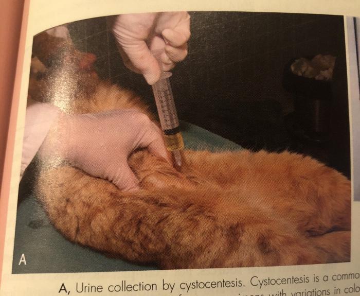 Solved What is wrong with this photo that shows urine | Chegg.com