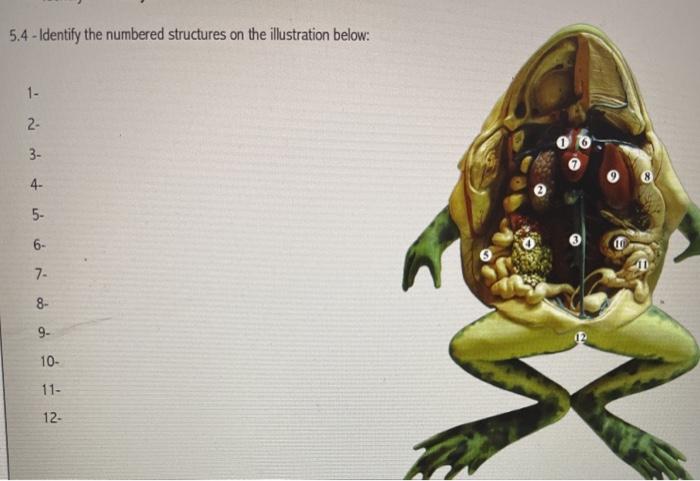 Solved 5.4 - Identify the numbered structures on the | Chegg.com