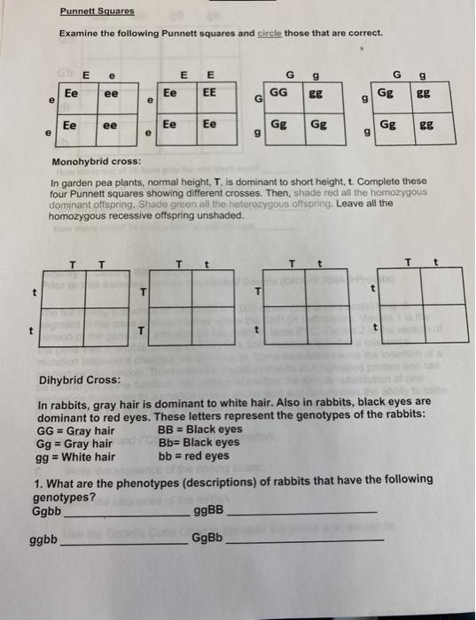 Solved Punnett Squares Examine The Following Punnett Squares Chegg Com