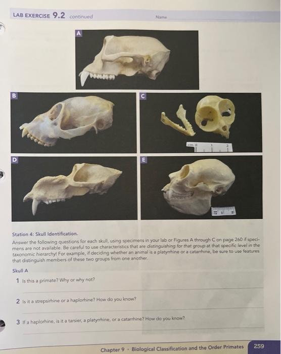 Solved LAB EXERCISE Nam 9.2 Primate Classification Section | Chegg.com