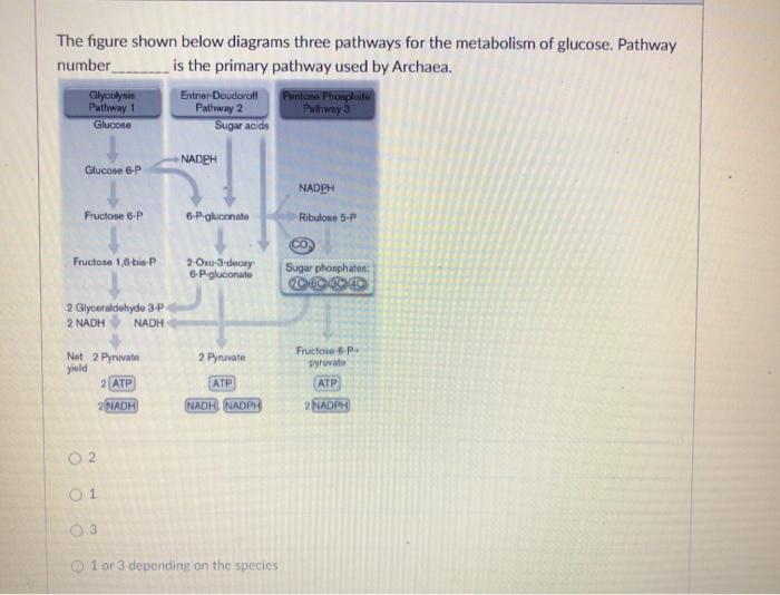 Solved The figure shown below diagrams three pathways for | Chegg.com