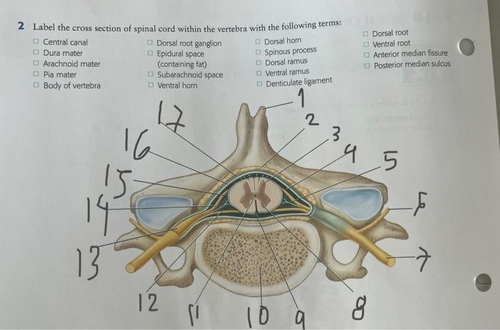 spinal cord labeled dura mater