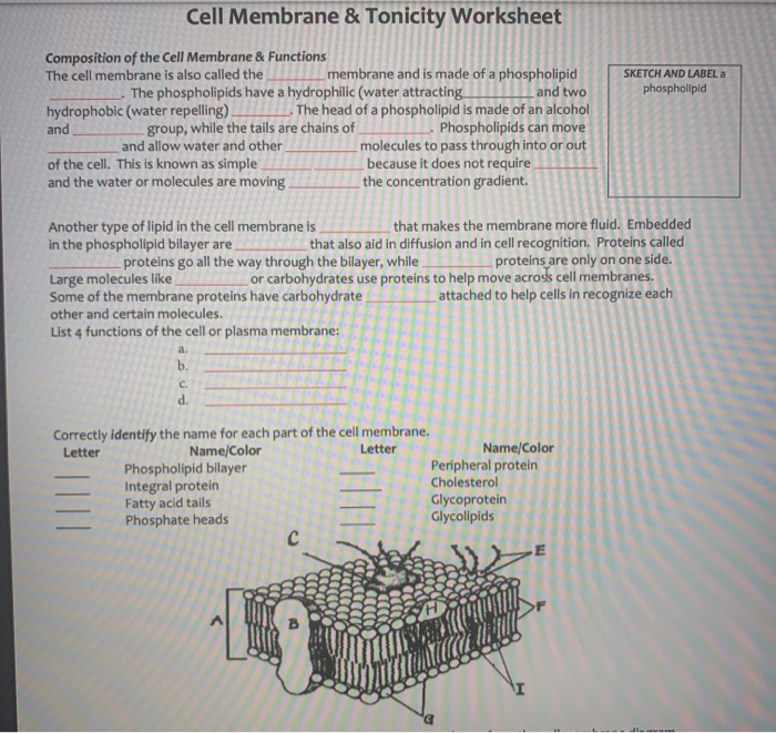Solved Cell Membrane & Tonicity Worksheet SKETCH AND LABEL a | Chegg.com