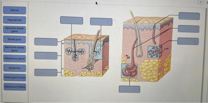 Solved Layers Of The Skin 