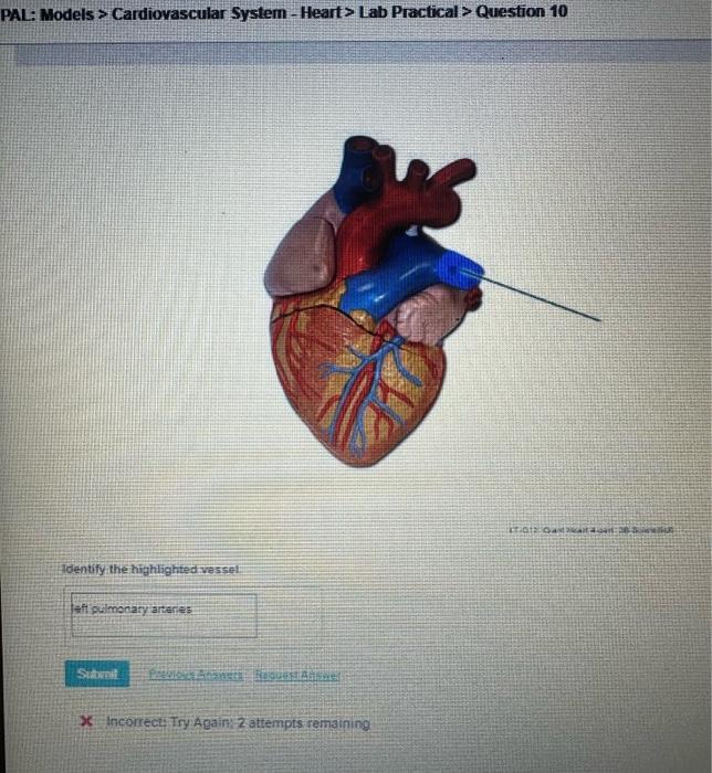 Solved ∴ Models > Cardiovascular System-Heart> Lab | Chegg.com