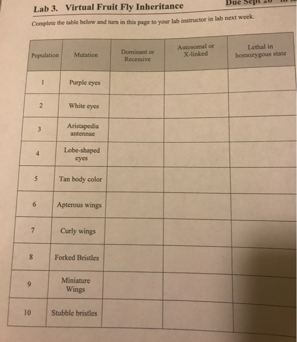 Solved Due sep Lab 3. Virtual Fruit Fly Inheritance Complete