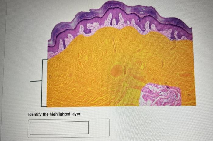 Identify the highlighted layer.