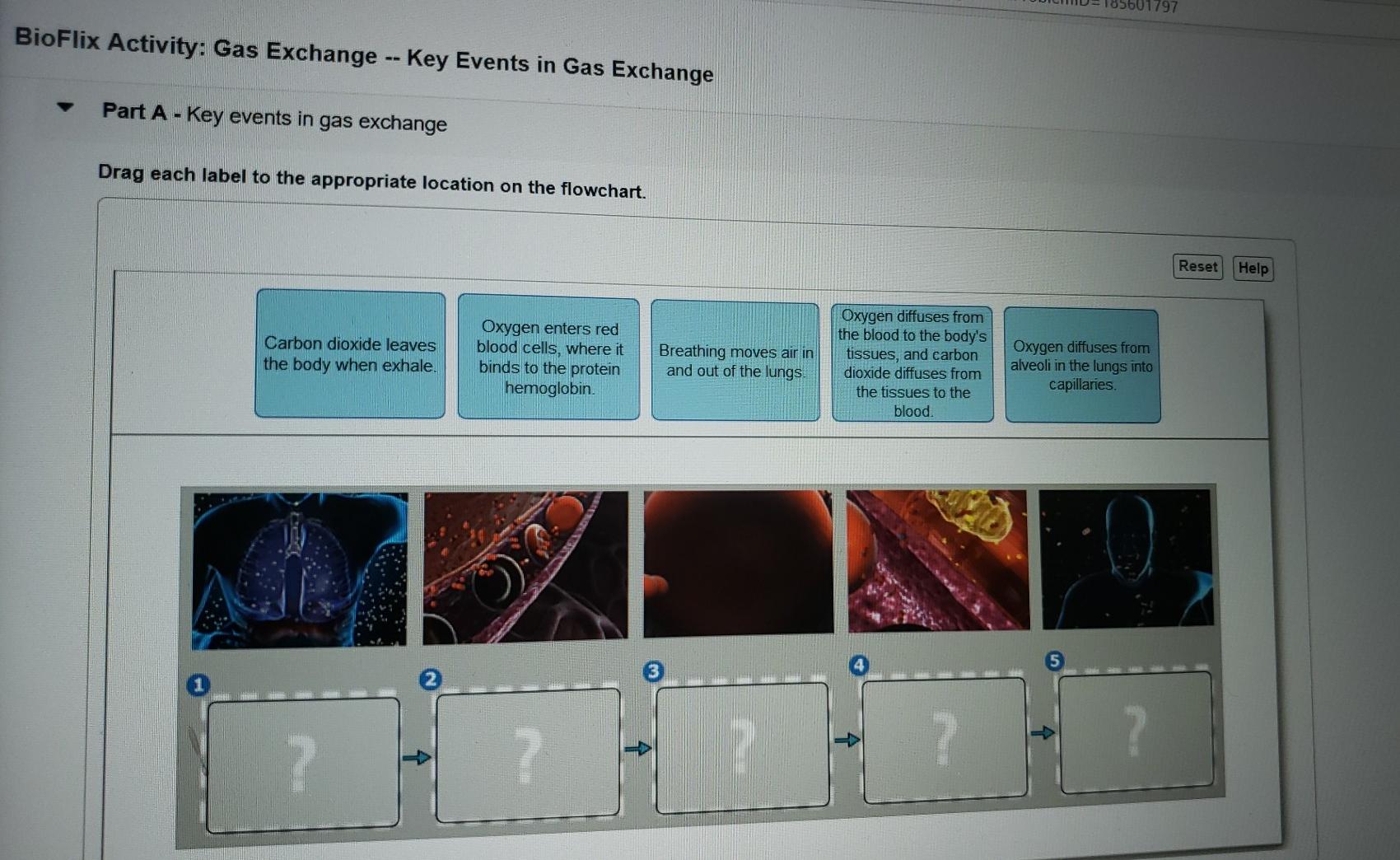 Solved 85601797 BioFlix Activity Gas Exchange Key Events Chegg