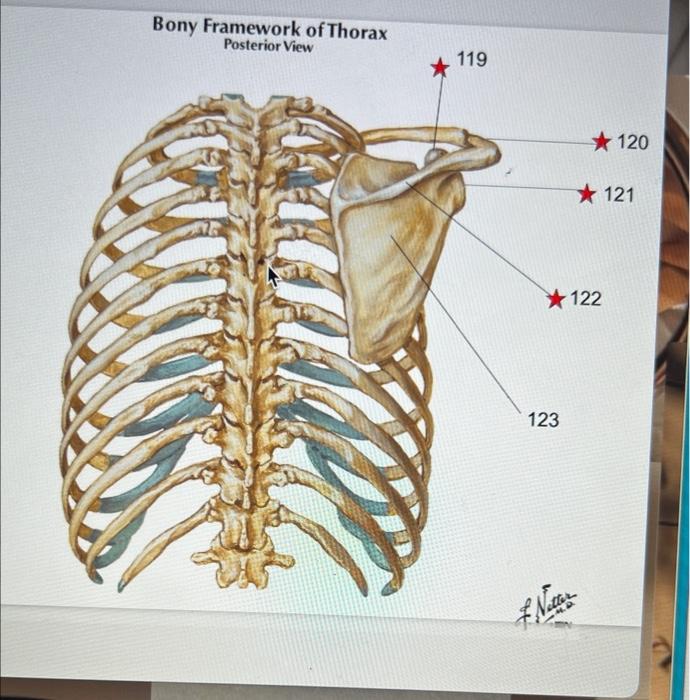 Solved Bony Framework of Thorax Posterior View 119 | Chegg.com