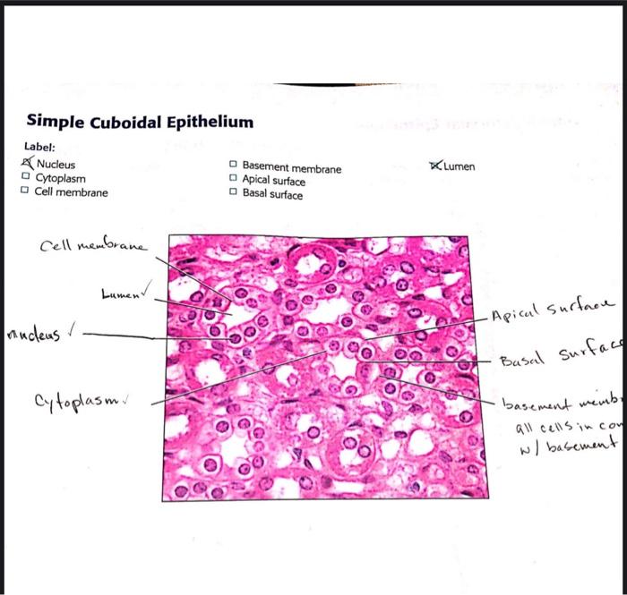 apical and basal surfaces