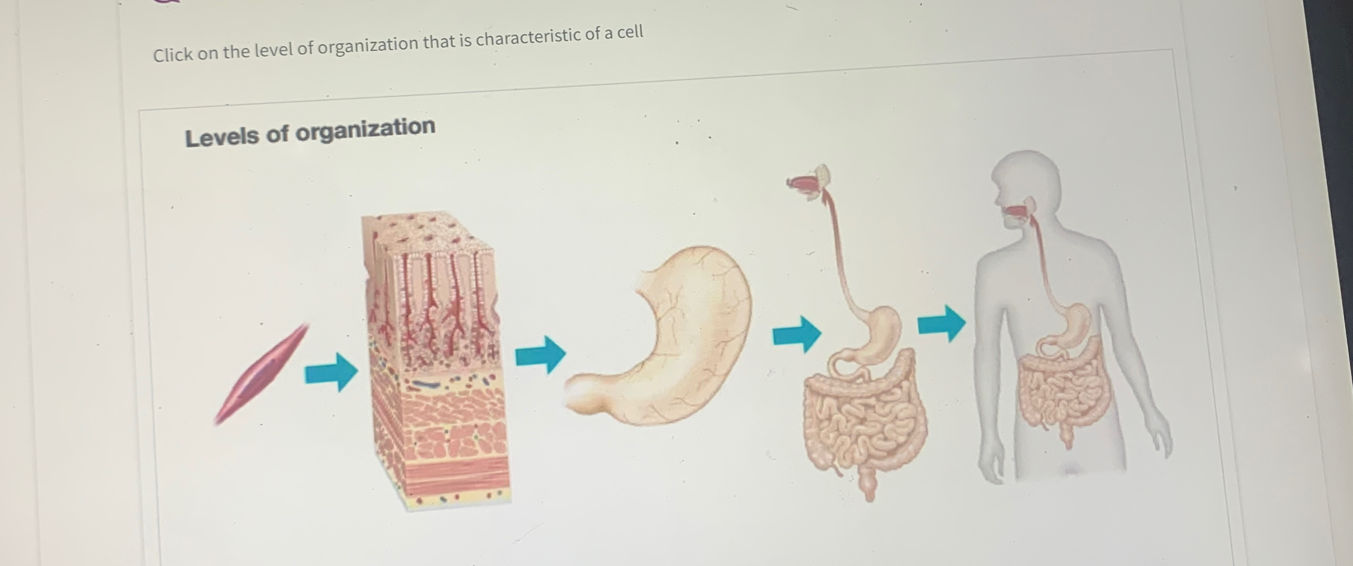 Solved Click on the level of organization that is | Chegg.com