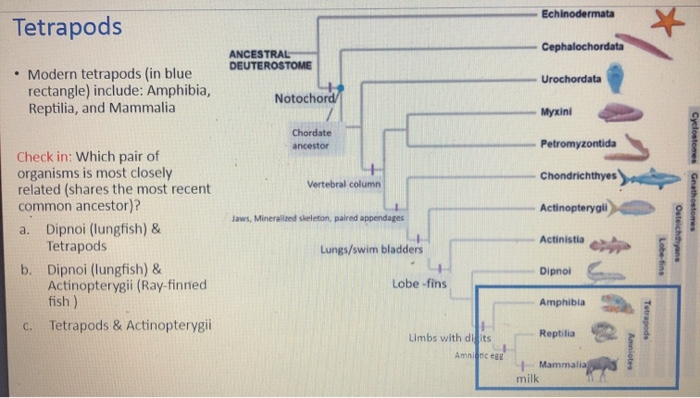Solved Tetrapod (four-footed): four-limbed vertebrates • | Chegg.com