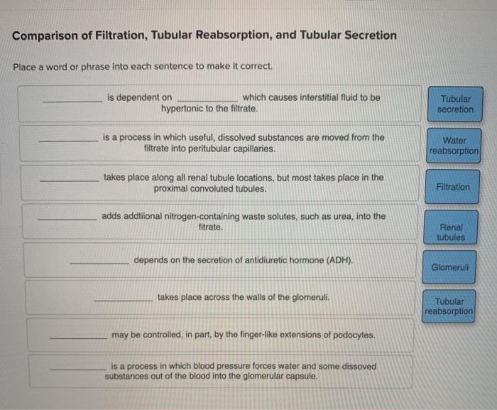 Solved Comparison of Filtration, Tubular Reabsorption, and