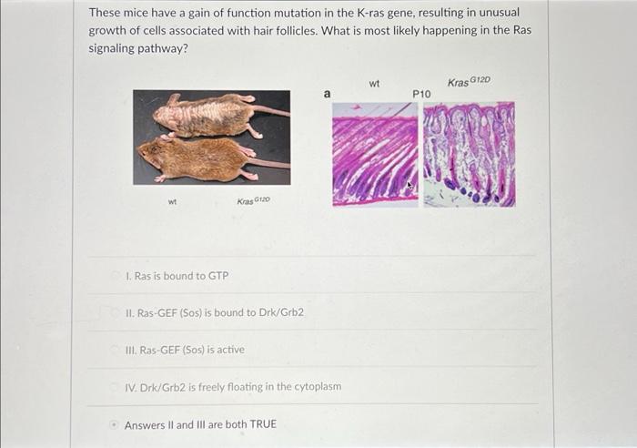 Solved These mice have a gain of function mutation in the | Chegg.com