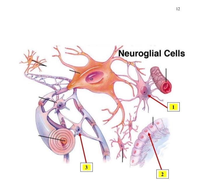 Solved 12 Neuroglial cells 3 2 2 | Chegg.com