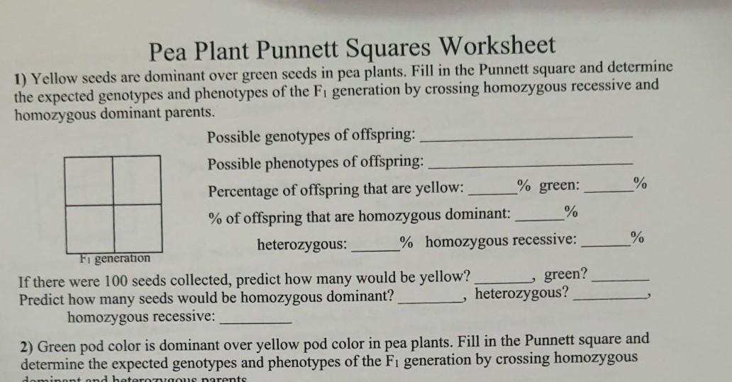 Solved Pea Plant Punnett Squares Worksheet 1) Yellow seeds | Chegg.com