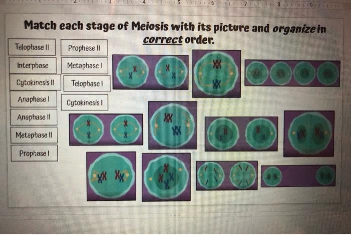 Solved 5 7 Match each stage of Meiosis with its picture and | Chegg.com