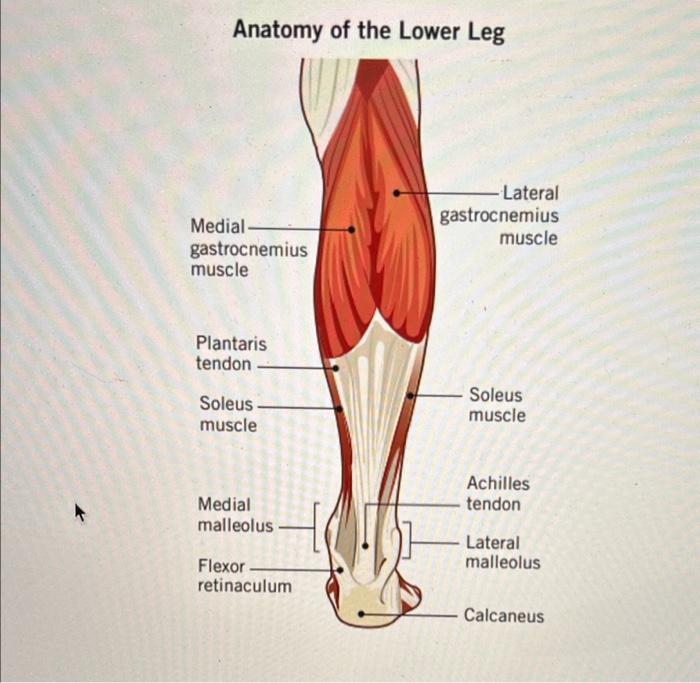 Solved Skeletal muscles are attached to bones by tendons. | Chegg.com