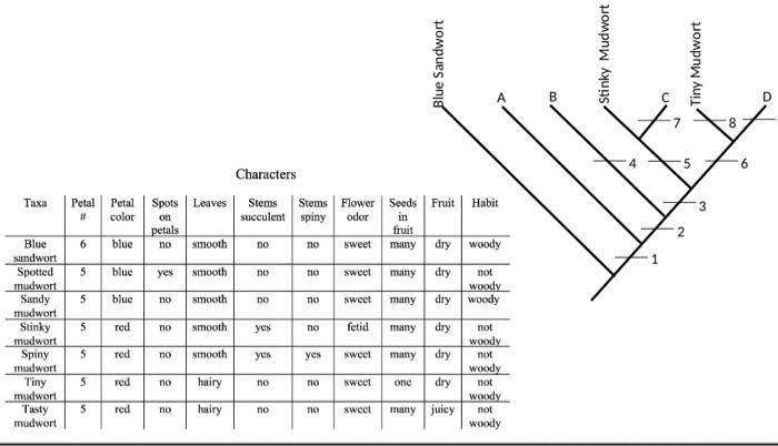 Solved Biology 108 Phylogeny Help! Can A Tutor/expert | Chegg.com