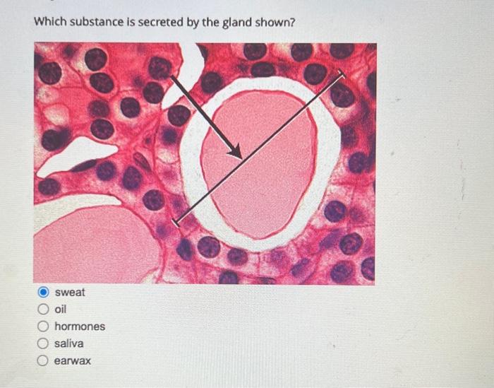 Solved Which substance is secreted by the gland shown?