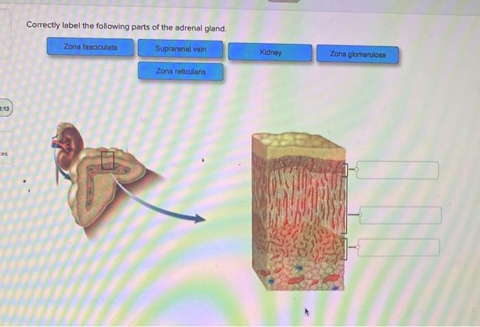 Solved Correctly label the following parts of the adrenal | Chegg.com