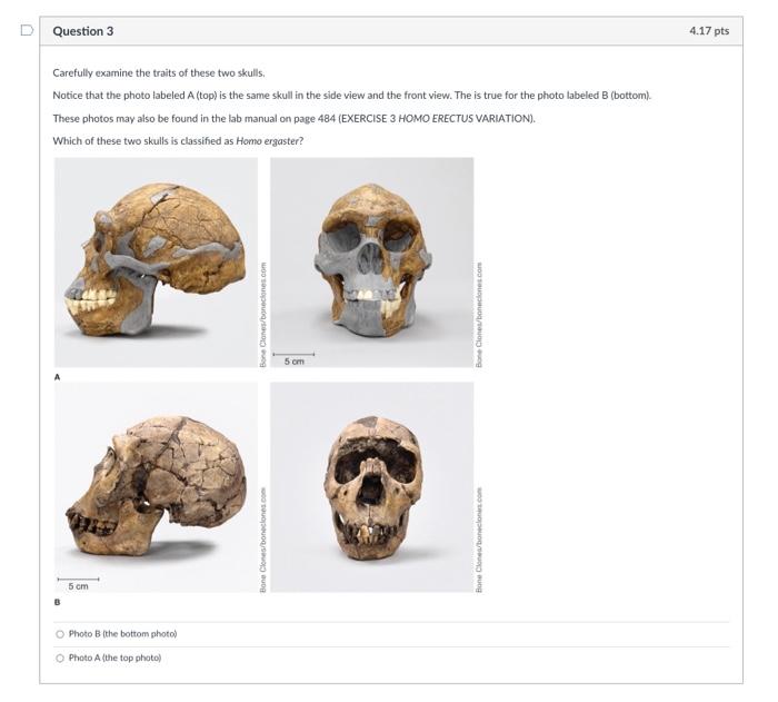 homo erectus skull side view