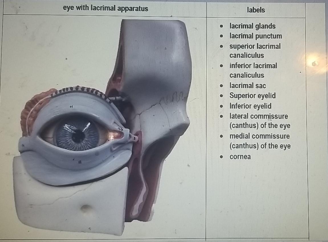 eye model labeled lacrimal gland