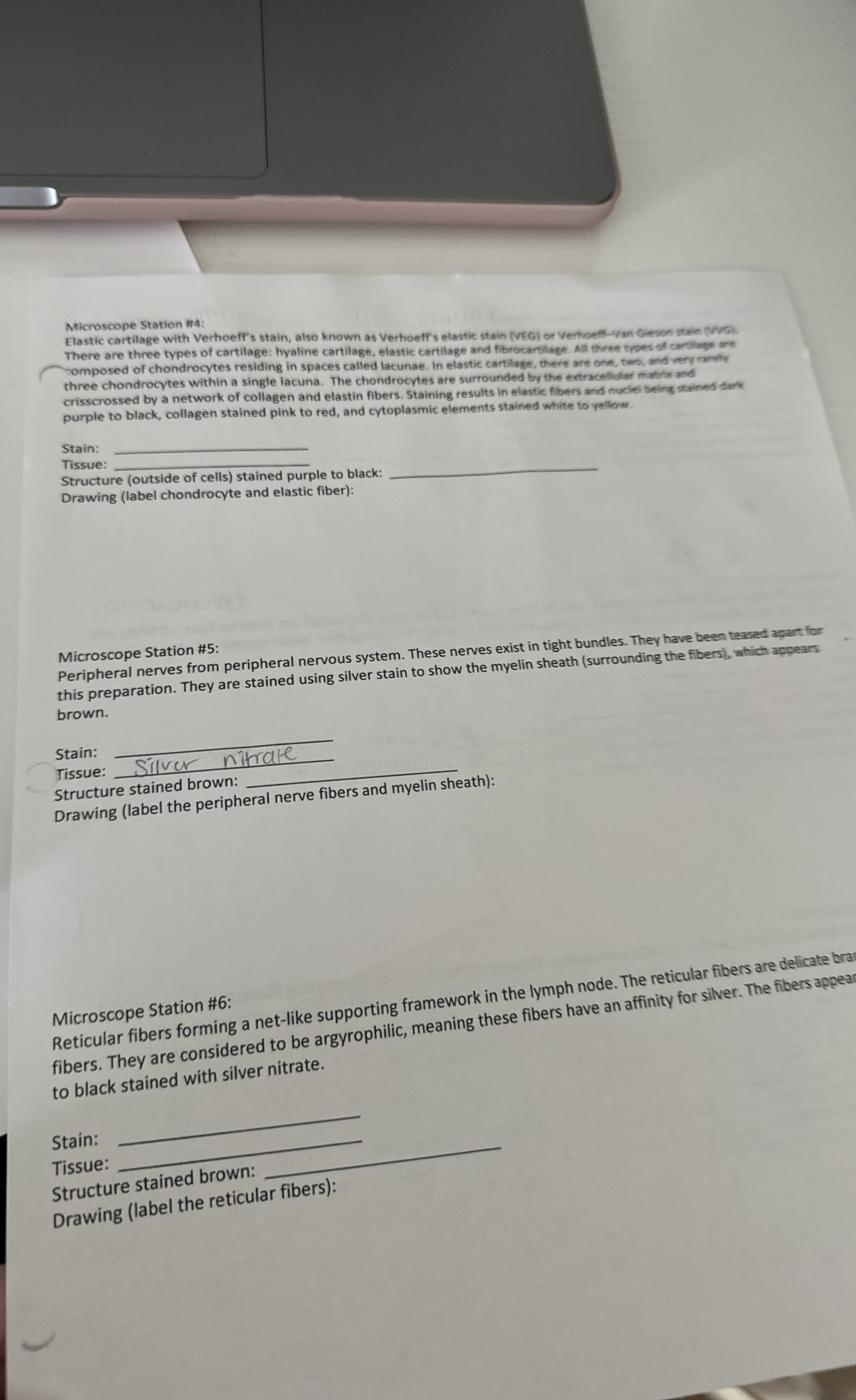 Solved Microscope Station 4Elastic cartilage with