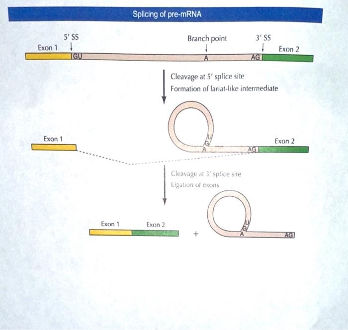 Solved The 5' to 3' sequence of Gene X, which encodes | Chegg.com
