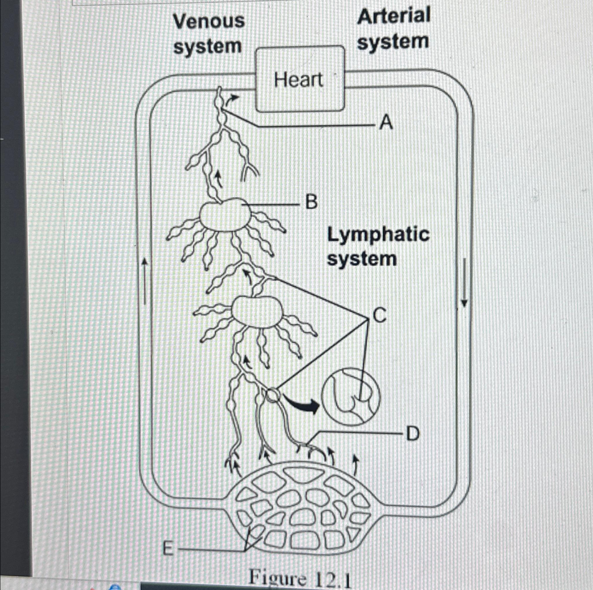 Solved Using figure above, identify the following A lymph | Chegg.com