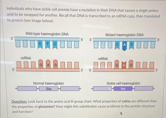 Individuals who have sickle cell anemia have a mutation in their DNA that causes a single amino acid to be swapped for anothe