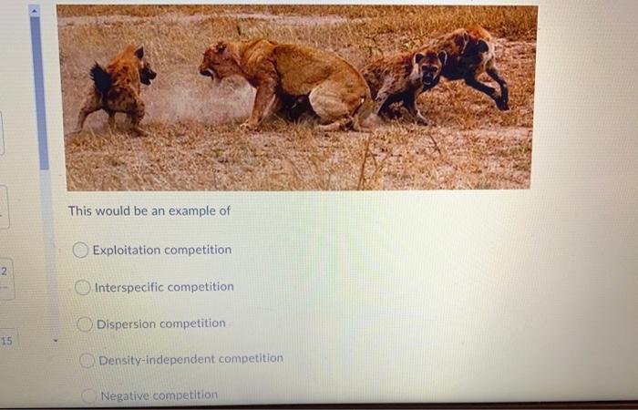 animal competition examples