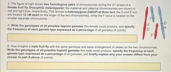 Solved 3. The figure at right shows two homologous pairs of | Chegg.com