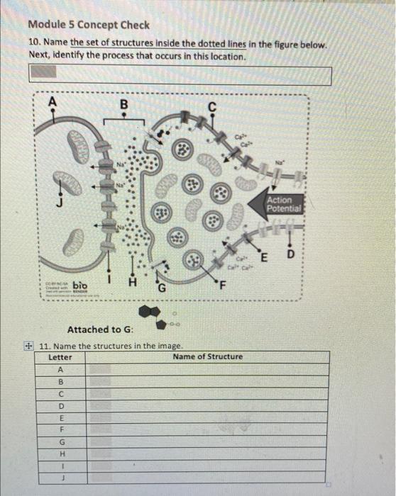 Solved Module 5 Concept Check 10. Name The Set Of Structures | Chegg.com