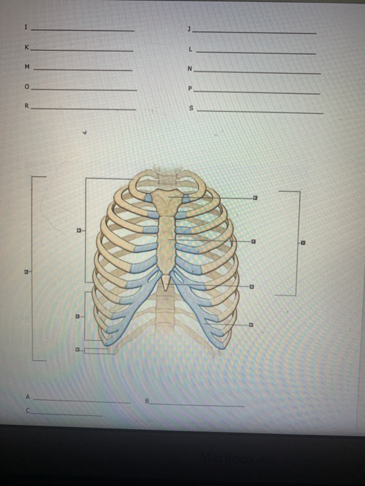 Solved (Bone Identification) Which portion of the skeleton | Chegg.com