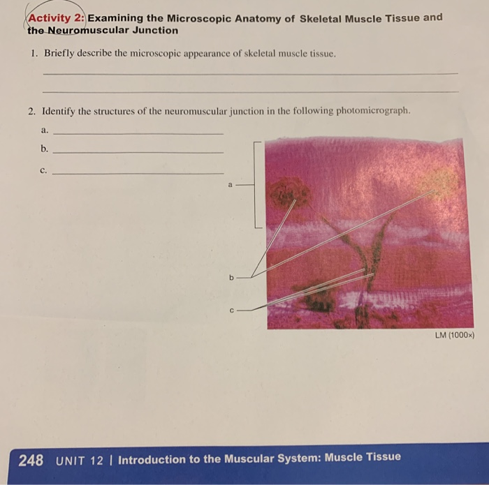 Solved Activity 2: Examining The Microscopic Anatomy Of | Chegg.com