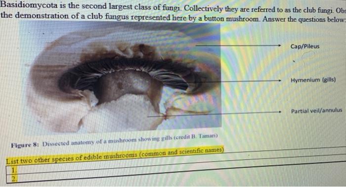 Solved Basidiomycota is the second largest class of fungi 