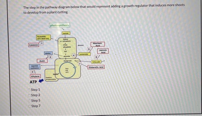 Solved The step in the pathway diagram below that would | Chegg.com