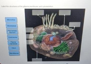 Solved label the structures of the plasma membrane and | Chegg.com