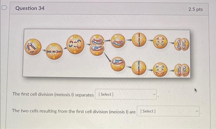Solved The first cell division (meiosis I) separates The two | Chegg.com
