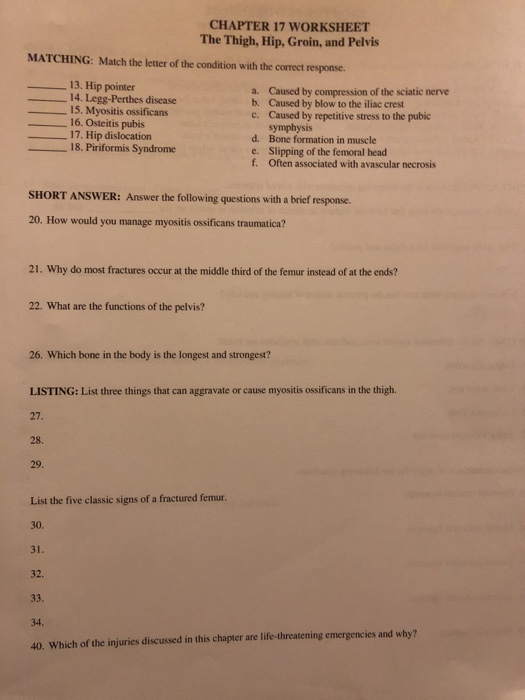 Solved CHAPTER 17 WORKSHEET The Thigh, Hip, Groin, and | Chegg.com