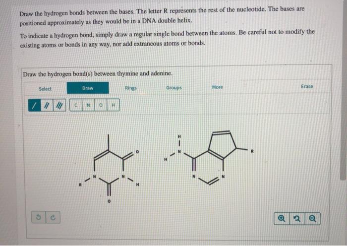 Solved Draw the hydrogen bonds between the bases. The letter | Chegg.com