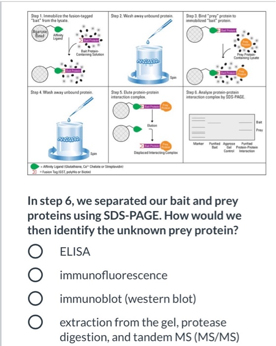 glutathione for alcohol detox Known and potential benefits of applying herbicides with glutathione  S-transferase inhibitors and inducersa review | Weed Science