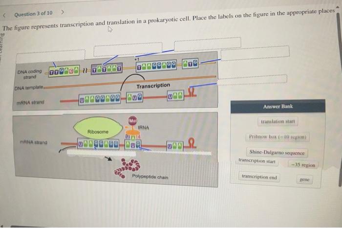 Solved Question 3 of 10 The figure represents transcription | Chegg.com