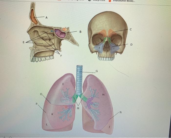 Solved Activity #1: Structures of the respiratory system | Chegg.com