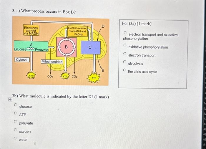 Solved 3. a) What process occurs in Box B? For (3a) (1 mark 